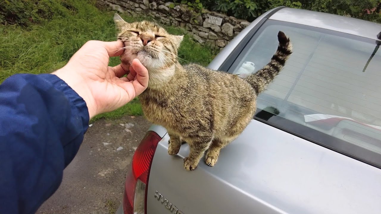 A Very Affectionate Stray Cat YouTube