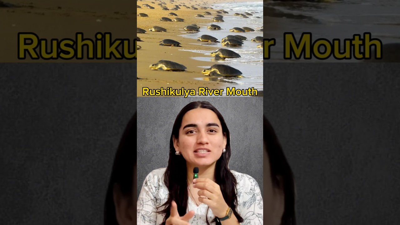 😮 Odisha Sets New Record As 6.82Lakh Olive Ridley Turtles Arrive At The Coast For Nesting