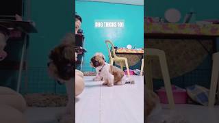 Dog tricks 101 #shorts #funnyshorts #funnydogs #dogtricks #cutedog #shihtzu #pet