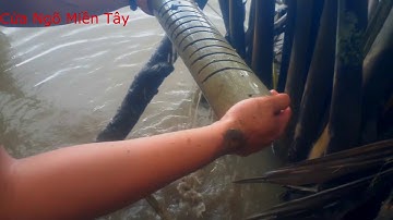 CNMT#41 Đặt cá bóng dừa mùa nước nổi và cái kết (p2)  | Cửa Ngõ Miền Tây