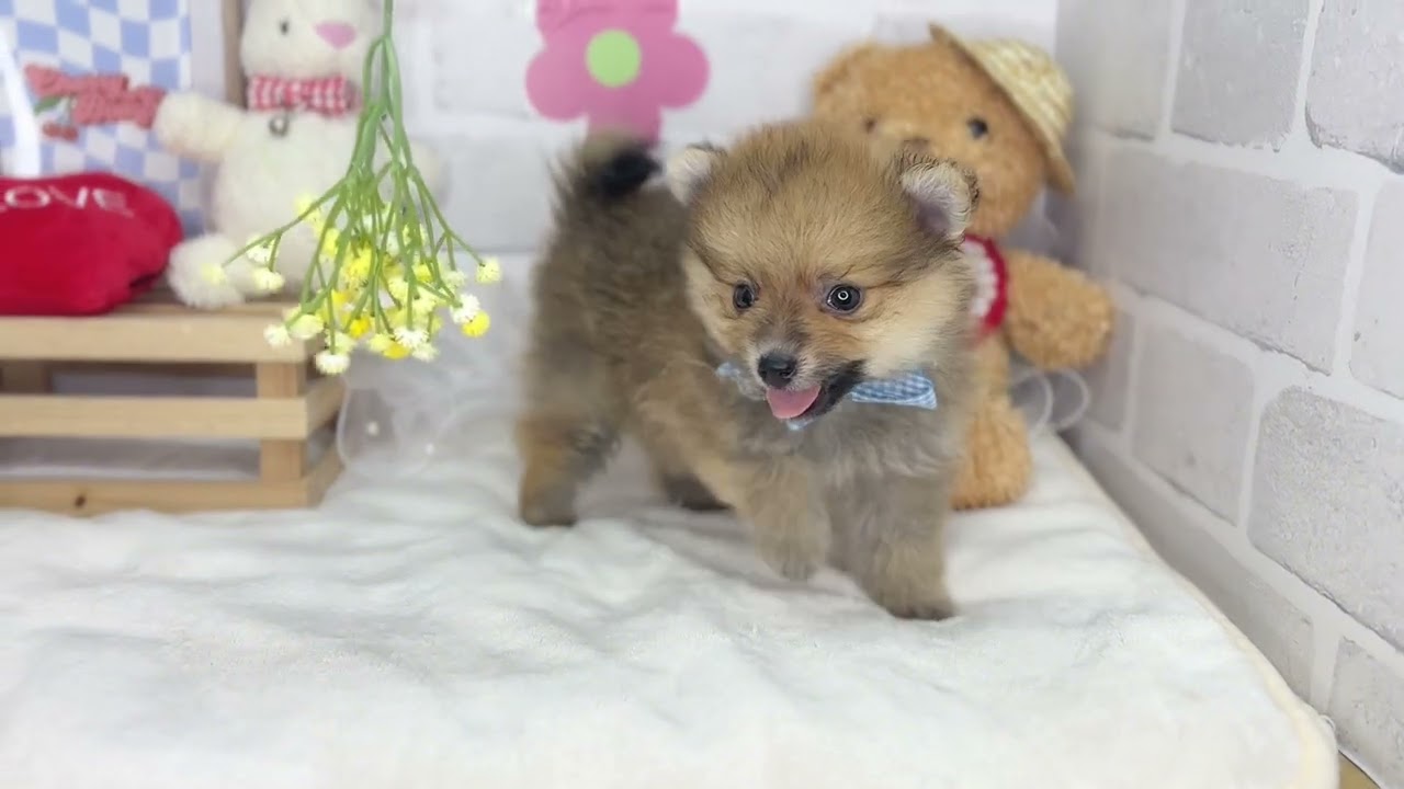 作家さんによる瞳が生きているように美しく、リアル過ぎる一刀彫のポメラニアン ポメラニアン - YouTube