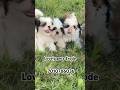 #shitzhupuppies | 7010786036| #erodepuppies #cute #trending #shorts #lovelypetserode