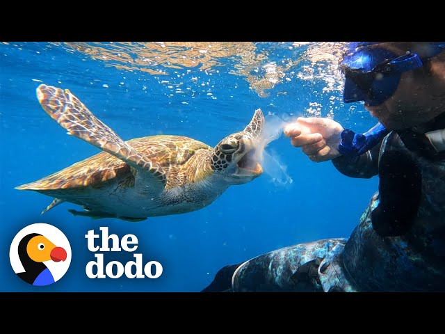 This Sea Turtle Did Something Incredible When a Diver Copied Him | The ...