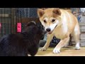 柴犬もも 子猫がうちにやってきた Shiba Inu and a kitten