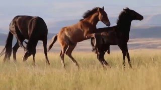 Bighorn Canyon Wild Horses - Foals playing