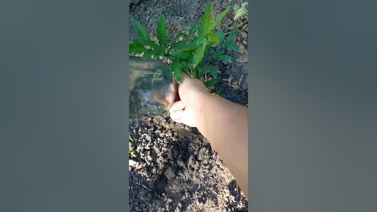 Как удобрять землю с помидорами #личныйблог #сад #огород #посадки # ...
