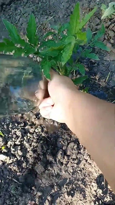 Как удобрять землю с помидорами #личныйблог #сад #огород #посадки # ...