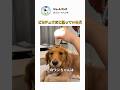 ピカチュウだと思っている犬