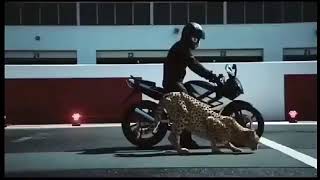 Carrera leopardo vs moto Leopardo Vs Moto