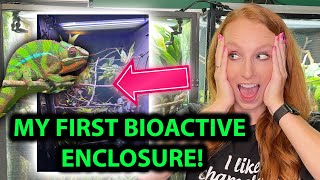 How to set up a bioactive chameleon enclosure