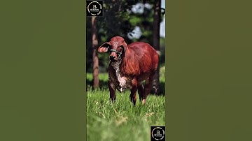 Sapi brahman #cow #sapi #sapigemuk #sapimakan #animals