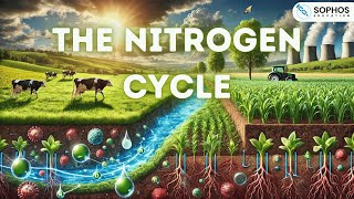 Edexcel only: The Nitrogen Cycle