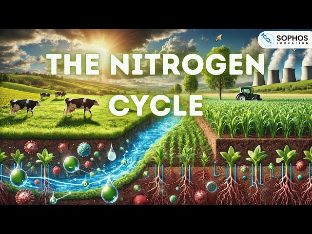Nitrogen Cycle Freesciencelessons