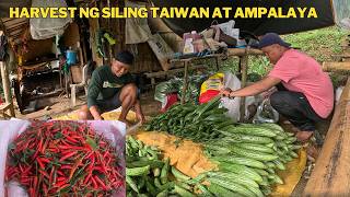 JACKPOT ANG ATING KAIBIGAN HARVEST NG SILI AT AMPALAYA