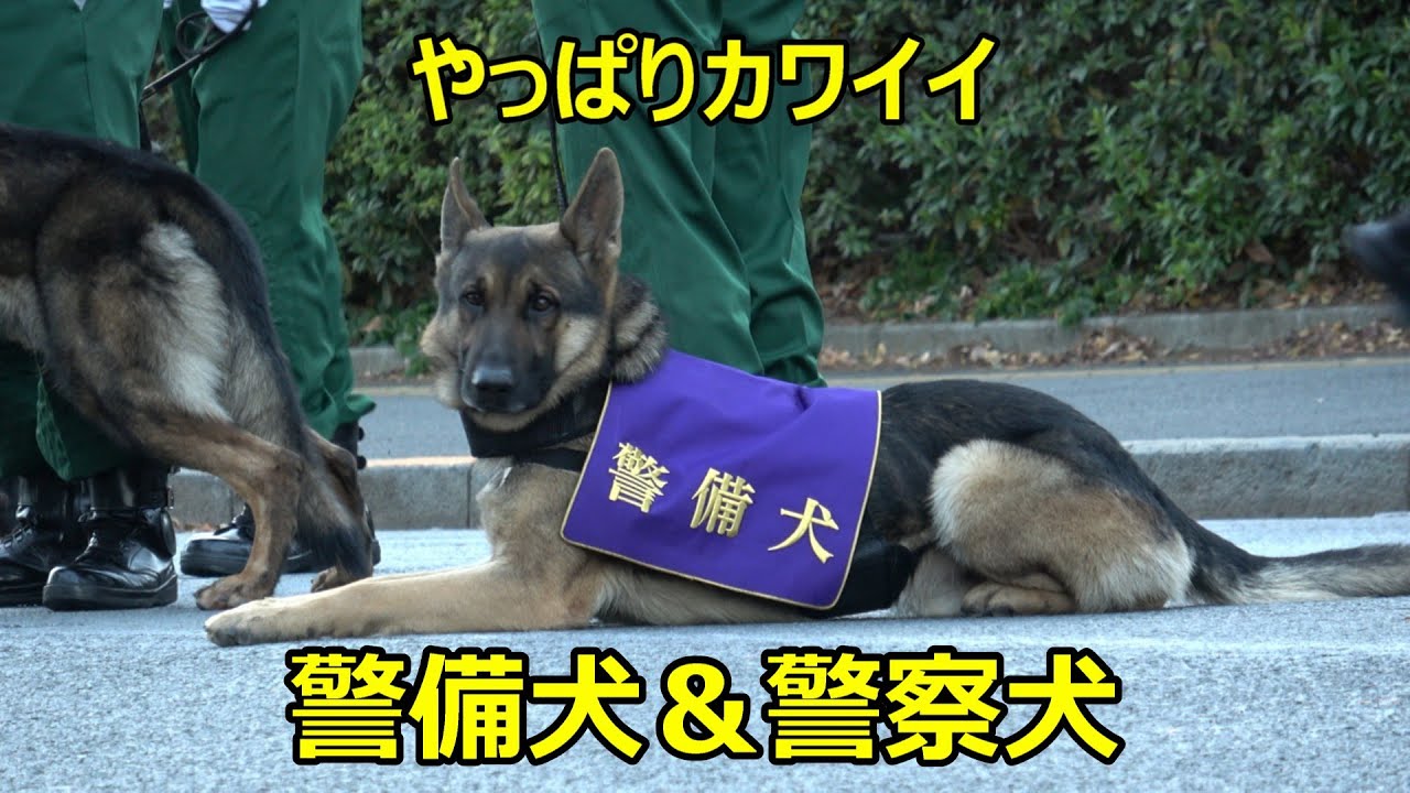 【騎馬隊の通過にワンちゃん興奮!】警視庁年頭部隊出動訓練2026 個性豊かな警察犬と警備犬が可愛い＆整列してから一切、動かない騎馬隊のお馬さんに感動！！！