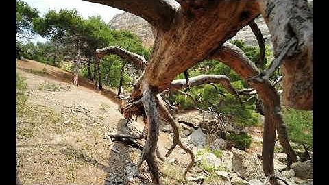 سورة ياسين بصوت القارئ زياد العبادي