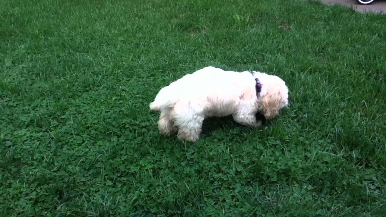 Lilly Our 11 Week old Cockapoo Aug. 10, 2012 - YouTube