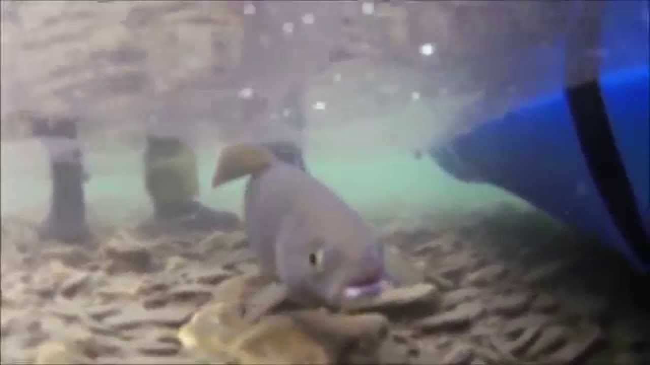 Grayling Fishing The Noatak River, Alaska YouTube