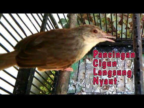 Pancingan Cigun Bahan Agar Bunyi Langsung Ngebren Paling Ampuh