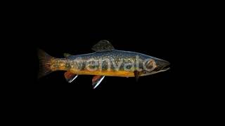 4K Brown Trout Fish | Motion Graphics - Envato elements