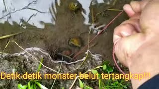 Mancing belut monster dan bocil sore hari bareng mahmud asrhof