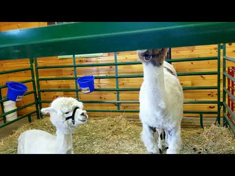 What The  Cute Big Rabbits And Donkey - Some Animals In The Small Fair 2021 - Kids Barn