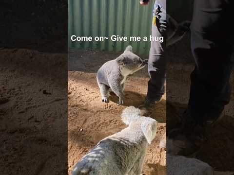 Cute Koala asks