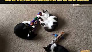 The Original KittyKickStix - 15' Catnip Kicker Toys by KittyKickStix 87 views 6 years ago 22 seconds