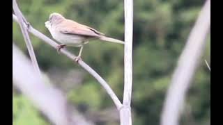 A Secretive Visitor! Lesser Whitethroat in the Garden 🐦