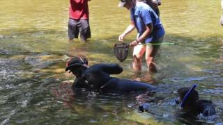 hellbender 3
