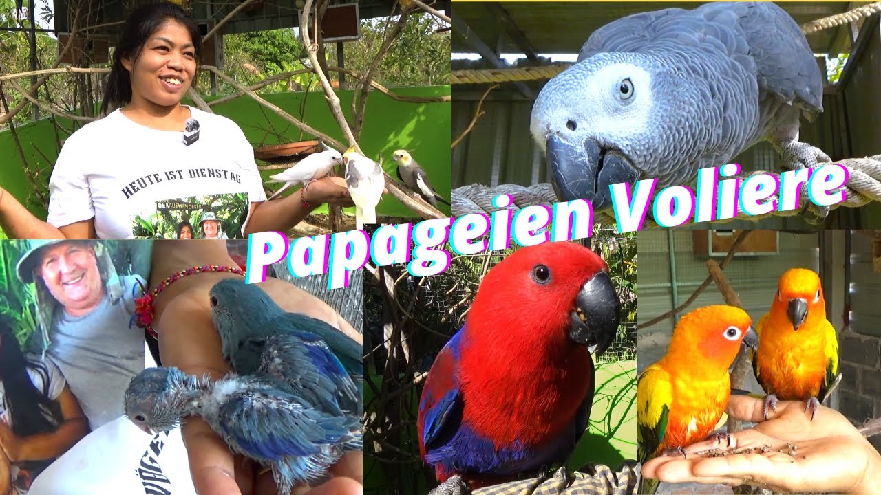 thailand-papageien-und-nymphensittiche-voliere-k-ken-wachsen-gut