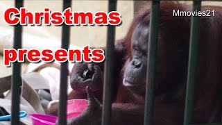 クリスマスプレゼントをもらったオランウータン~Bornean Orang-utans