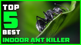 Best Indoor Ant Killer In 2023 - Top 5 Review And Buying Guide