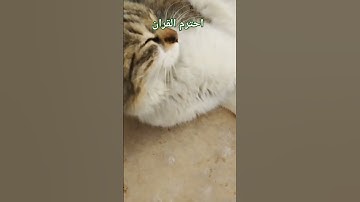 احترم القران الكريم يا مسلم اكتب بقلب احمر اذا كنت تحب القطط الصغيره