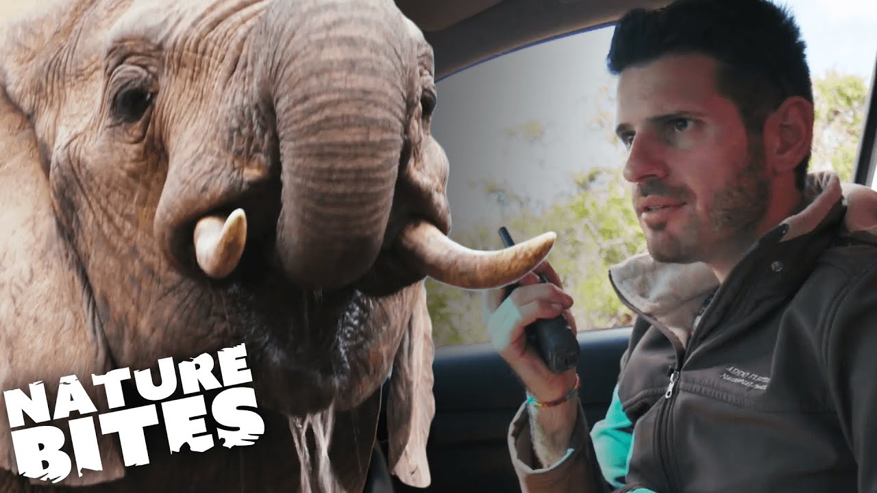 SHOCKING Elephant Sound Experiment | Nature Bites