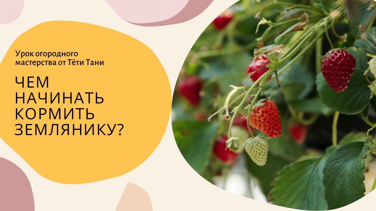 873. Землянике МАГБОР...а потом овощам... - YouTube