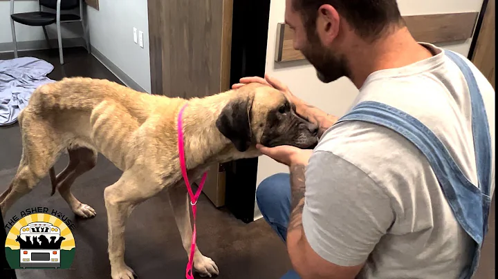 I Was Speechless Meeting Our New Rescue | The Ashe...