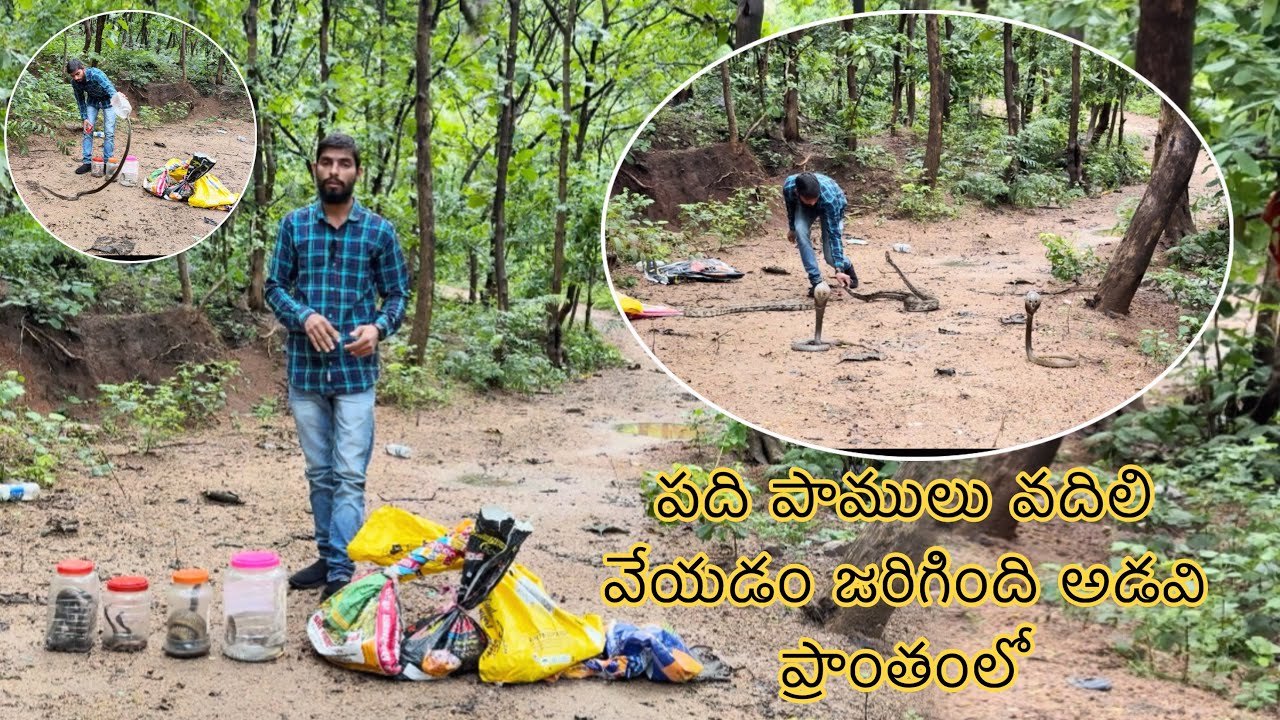 పది పాములు వదిలి వేయడం జరిగింది అడవి ప్రాంతంలో  ( 10 ) Snake Release ☎️ 8179086040
