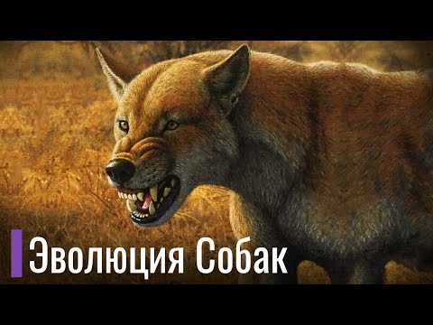 Реальная Эволюция Собачьих. Первобытные собаки