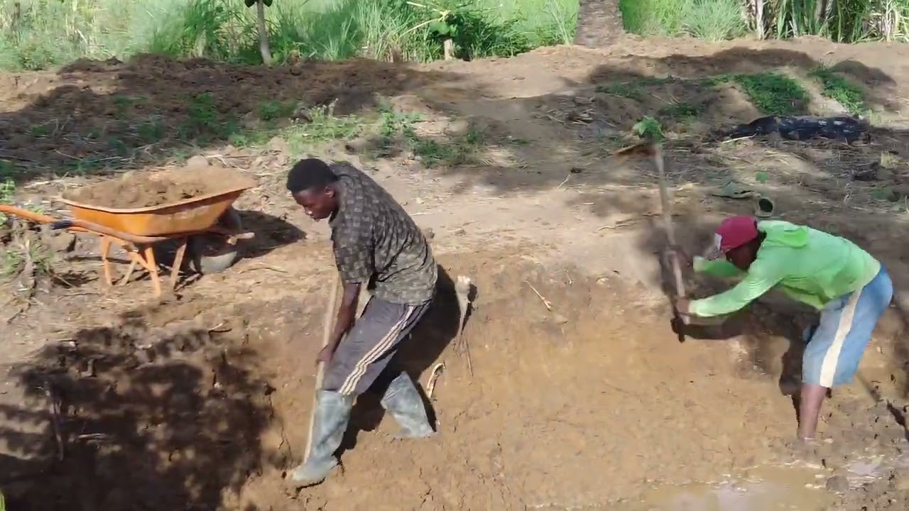 Phá bỏ ruộng lúa vì khô hạn|| Máy bơm nước hỏng, trang trại càng thêm khô cắn|| 2Q Vlogs