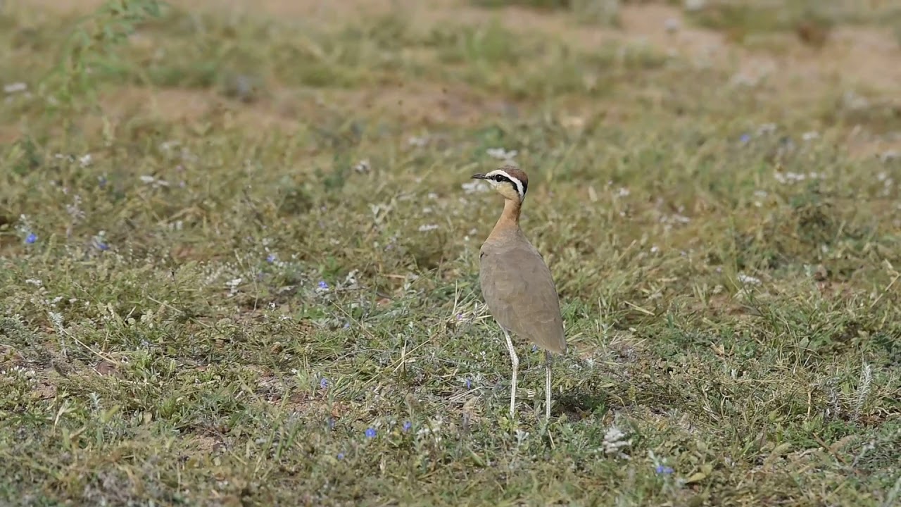 indian courser 