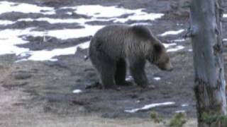Do bears poop in the woods?