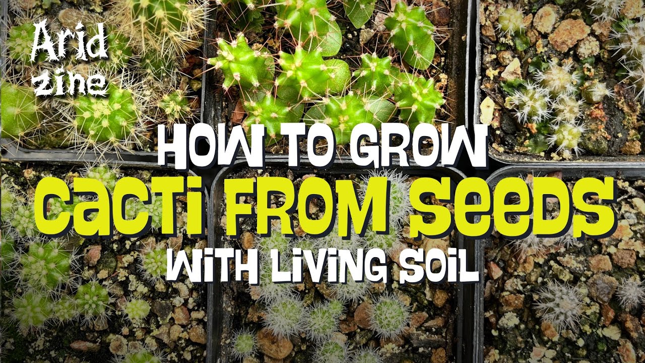 How to grow cacti from seeds the easy way