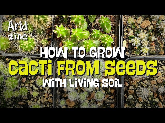 How to grow cacti from seeds the easy way - YouTube