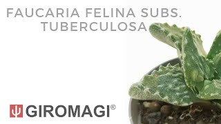 Faucaria felina subs. tuberculosa