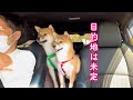 家族4人であてもなくドライブしたら楽しすぎました