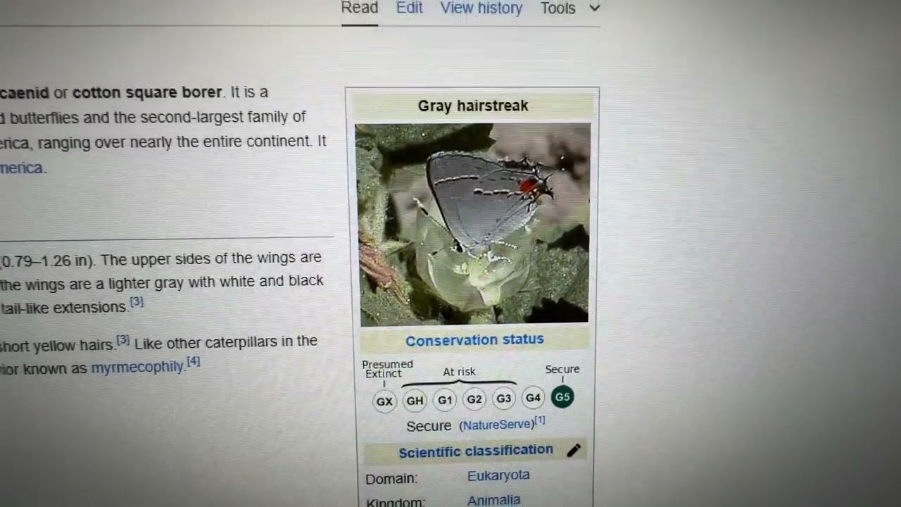 Gray Hairstreak Butterfly 2