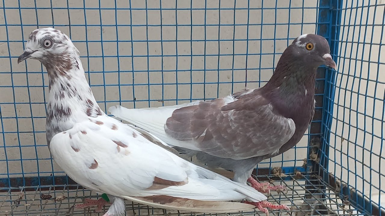 Bhupinder hayer!chakra group!pigan!9417035135