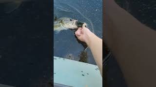 about a pound bass on a cool evening