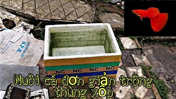 Hướng Dẫn Nuôi Cá 7 Màu ( Guppy) Trông Thùng Xốp Đơn Giản Mà Ai Cũng Làm Được